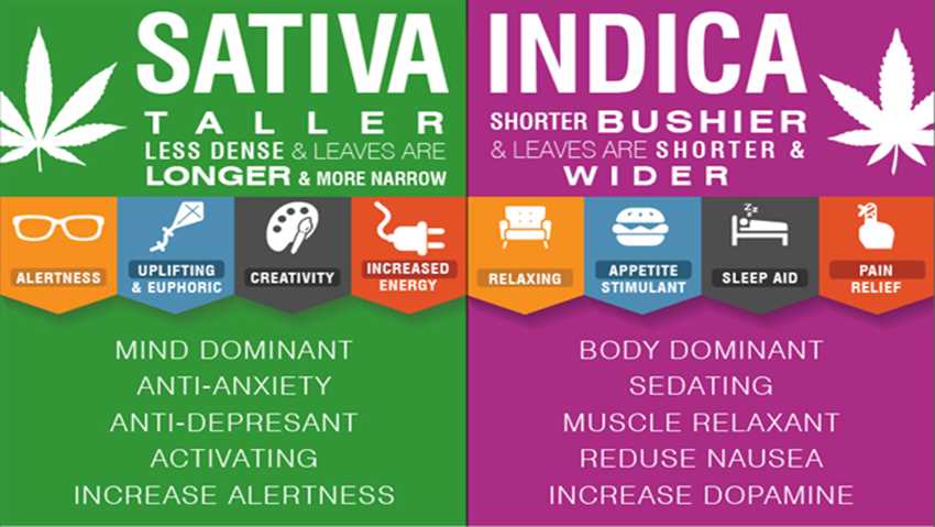 Andere Unterschiede zwischen Indika und Sativa:
