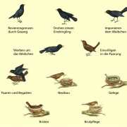 Die Vielfalt der Vogelordnungen