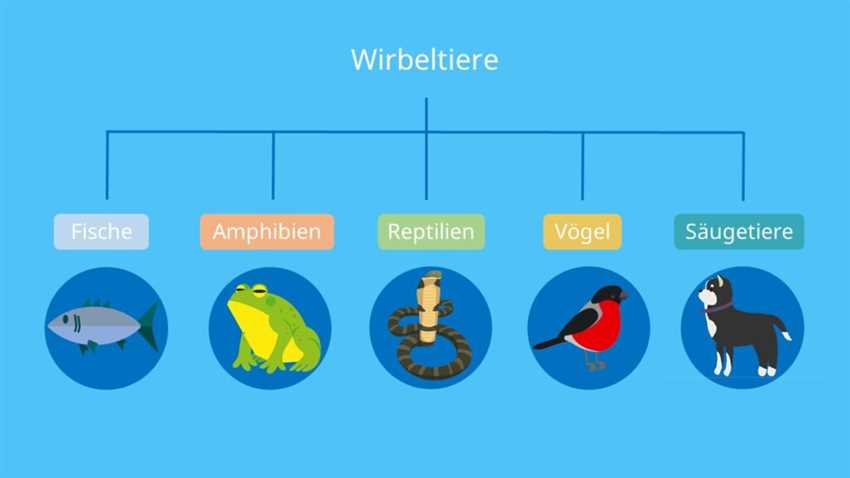 Beispiele für verschiedene Vogelordnungen