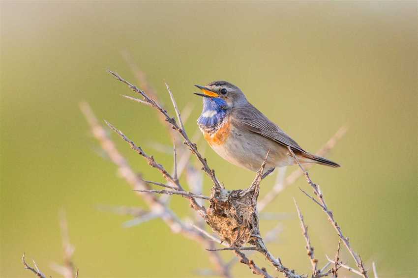 Ursprung der Vogelordnungen