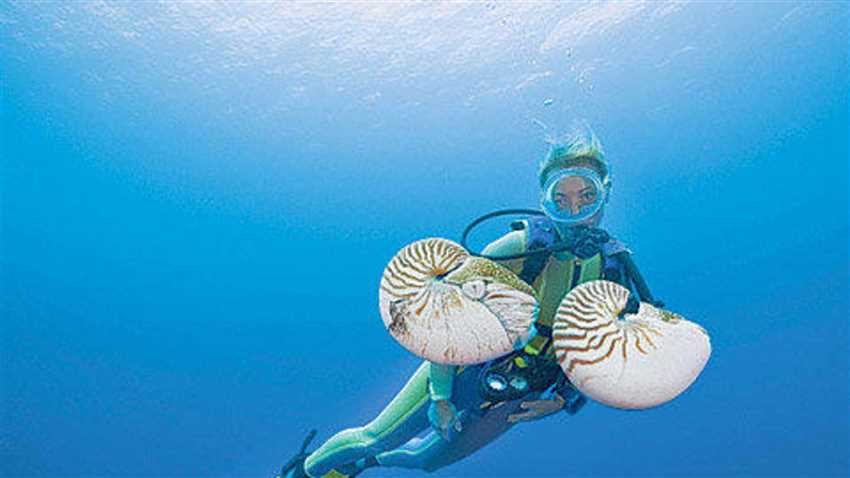 Einige der markantesten Korallenarten im Great Barrier Reef sind: