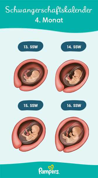 Gewicht des ungeborenen Babys im 4. Monat