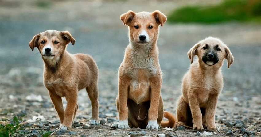 Die Höhe des Hundesprunges als Missverständnis des Hitlergrußes